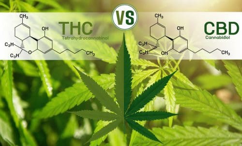 CBD vs. THC: Was sind die Unterschiede?