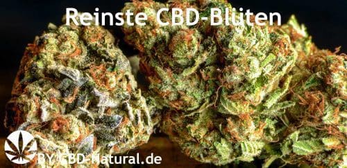 Das Haze 1×1 – Alles was du zur Entstehung/ Geschichte von Haze-Gras/ Blüten wissen musst