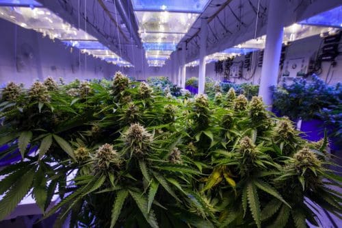 CBD-Anbau Indoor/ Outdoor/ Greenhouse: Die Unterschiedene erklärt