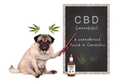 CBD für Haustiere: Kann es Tieren helfen?