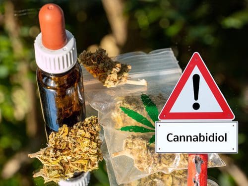 Ist CBD gefährlich? Das sagt die WHO über das grüne Kraut