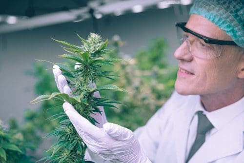 Von der Hanfpflanze zum Produkt: die Herstellung von CBD-Öl