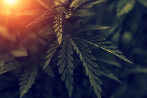 Wie viele Cannabis-Sorten gibt es?