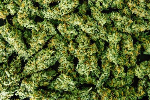 Wo kommt nur all das Gras denn her?