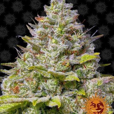 BLUE GELATO 41 STRAIN 5 Seeds