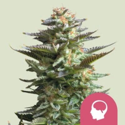 Royal Queen Seeds Amnesia Haze 1 | 3 | 5 Samen
