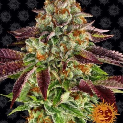 BISCOTTI MINTZ STRAIN 5 Seeds