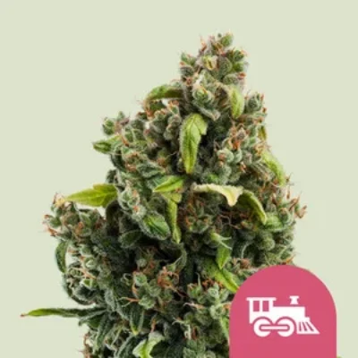 Royal Queen Seeds Candy Kush Express (Fast Flowering) 1 | 3 | 5 Samen