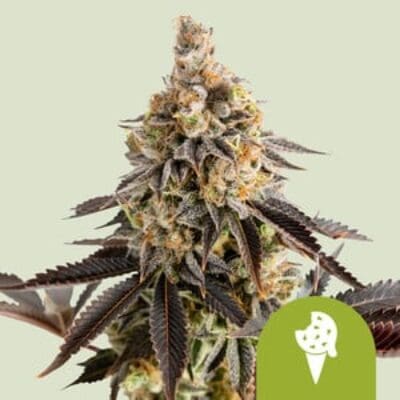 Royal Queen Seeds Cookies Gelato Auto 1 | 3 | 5 Samen