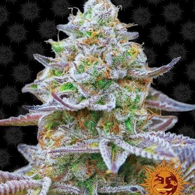 GORILLA ZKITTLEZ STRAIN 5 Seeds