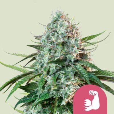 Royal Queen Seeds Hulkberry 1 | 3 | 5 Samen