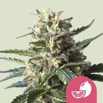 Royal Queen Seeds Lemon Shining Silver Haze 1 | 3 | 5 Samen