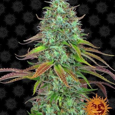 LSD AUTO STRAIN AUTO 5 Seeds