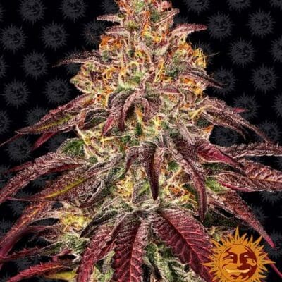 MIMOSA X ORANGE PUNCH AUTO 3 Seeds