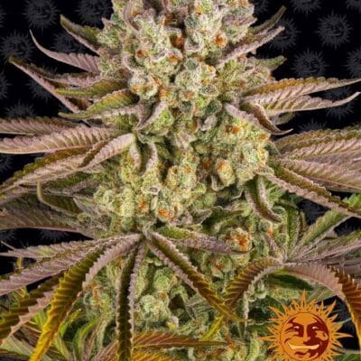 PINEAPPLE EXPRESS STRAIN 5 Seeds