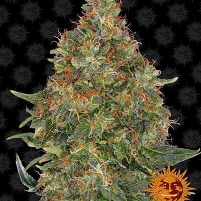 PINEAPPLE EXPRESS AUTO 5 Seeds