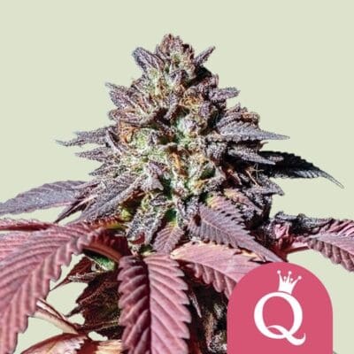Royal Queen Seeds Purple Queen 1 | 3 | 5 Samen