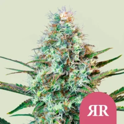Royal Queen Seeds Royal Runtz 1 | 3 | 5 Samen