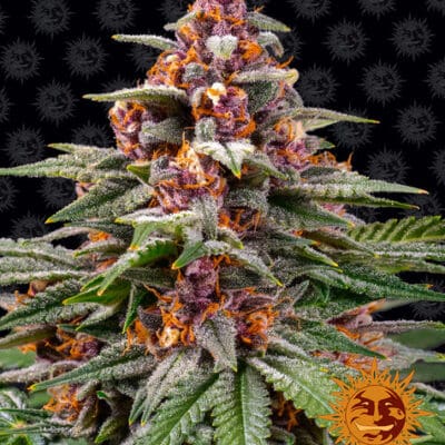 RUNTZ AUTO 5 Seeds
