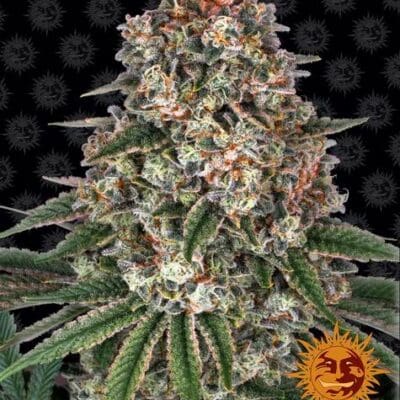 TROPICANNA BANANA STRAIN 5 Seeds