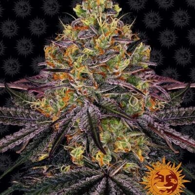 WATERMELON ZKITTLEZ STRAIN 5 Seeds