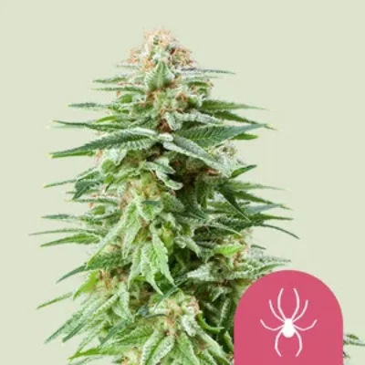 Royal Queen Seeds White Widow 1 | 3 | 5 Samen