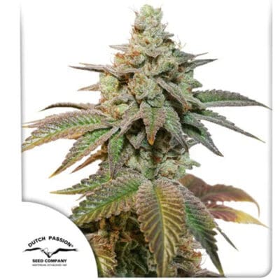 Auto Kerosene Krash 3 Seeds