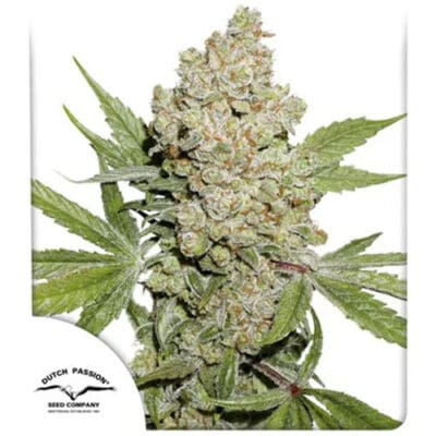 Auto Lemon Kix 3 Seeds