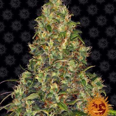 Amnesia Haze Auto STRAIN 3 Seeds