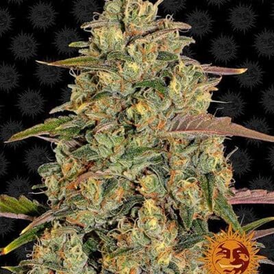 Amnesia Lemon STRAIN 3 Seeds