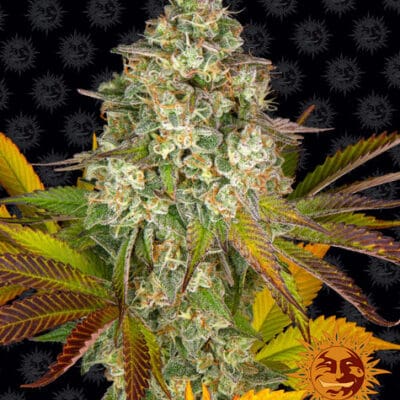 Cookies Kush STRAIN 3 Seeds