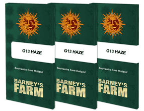 G13 Haze STRAIN 3 Seeds – Bild 2