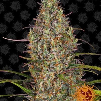 GLUE GELATO AUTO STRAIN 3 Seeds
