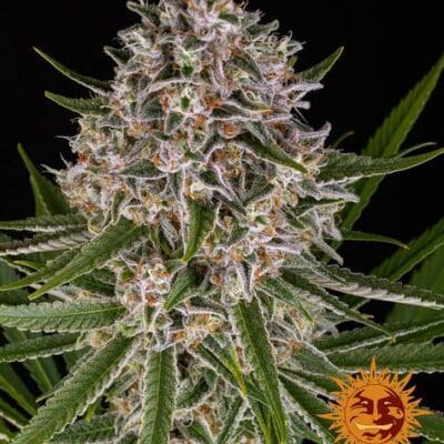 LEMON HAZE AUTO STRAIN 3 Seeds