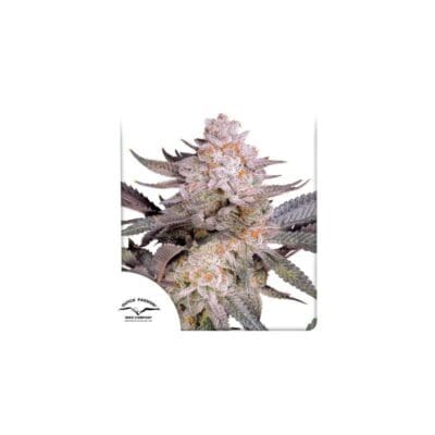 Orange Bud 2.0 3 Seeds