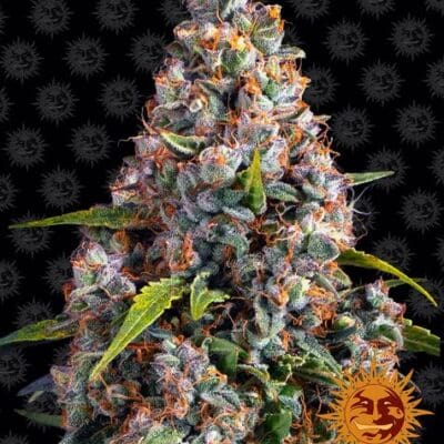 STRAWBERRY CHEESECAKE AUTO STRAIN 3 Seeds