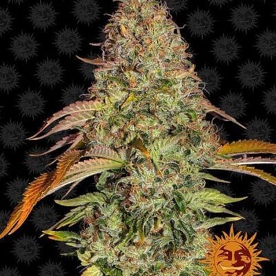 ZKITTLEZ OG AUTO STRAIN 3 Seeds
