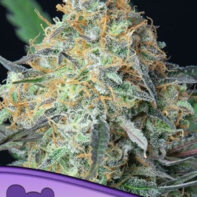 Anesia Seeds Rainbow Donut Auto 3 Samen