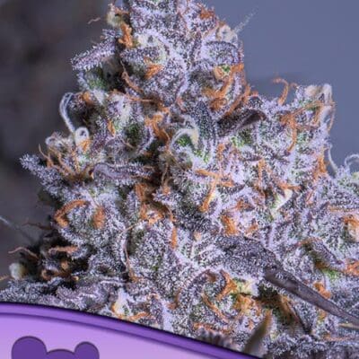 Anesia Seeds Frozen Black Cherry Auto 3 Samen