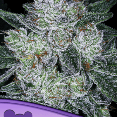 Anesia Seeds Auto Future #1 | 3 Samen