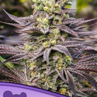 Anesia Seeds Oracle Octane 3 Samen
