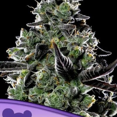 Anesia Seeds Violet Face Auto 3 Samen