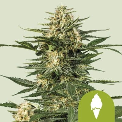 Royal Queen Seeds Green Gelato Auto 1 | 3 | 5 Samen