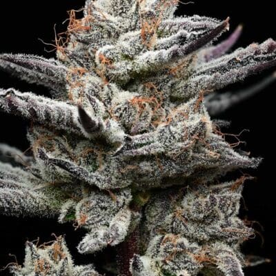 BLACK CHERRY GUSHERS STRAIN 3 Seeds