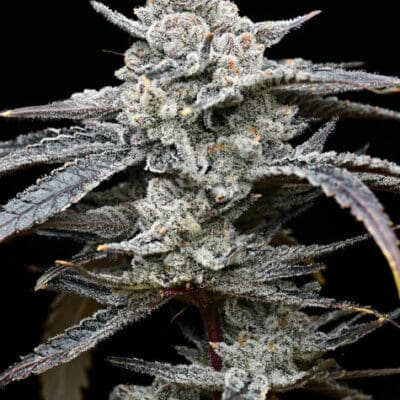 LEMON CHERRY GELATO STRAIN 3 Seeds