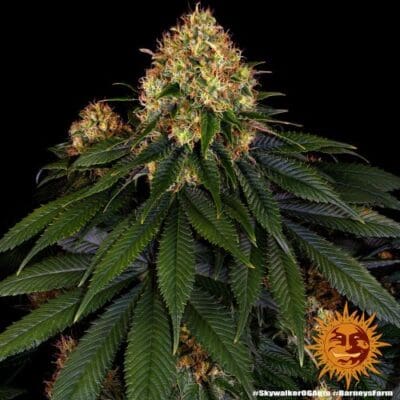 SKYWALKER OG AUTO STRAIN 3 Seeds