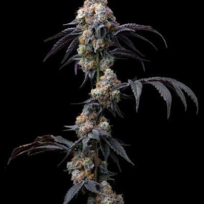 RAINBOW SHERBET 3 Seeds
