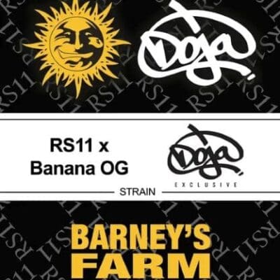 RS11 X BANANA OG STRAIN 3 Seeds