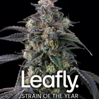 SUPER BOOF STRAIN 3 Seeds