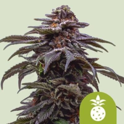 Royal Queen Seeds Tropicana Cookies Purple Auto 1 | 3 | 5 Samen